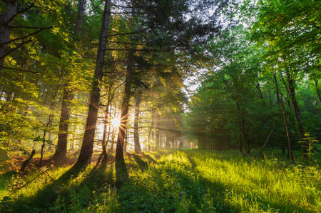 Early morning sun rays in the forest with mossy branch in the foreground