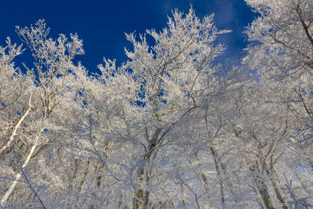 Trees with snow and hoarfrost