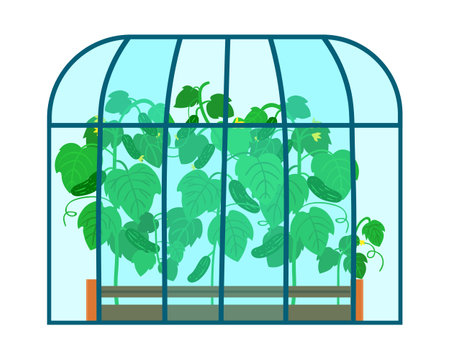 Vector illustration of greenhouse with cucumber seedlingsのイラスト素材