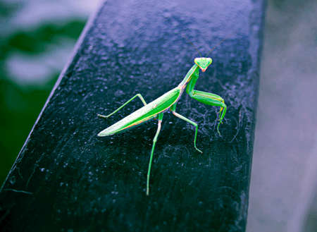 Mantis
