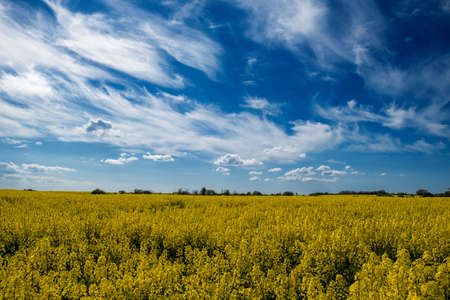 Rapeseed Field on a May Day. Kaliningrad region.の写真素材