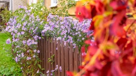 Purple daisies growing at the fence. Kalingrad. Russia.の写真素材