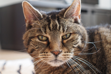 European shorthair cat