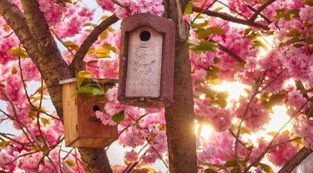 Birdhouses and Japanese cherry blossoms in springの写真素材