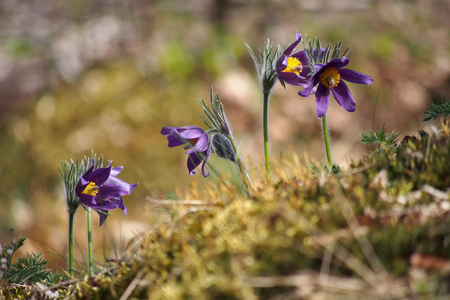 Pasqueflowers in springの写真素材