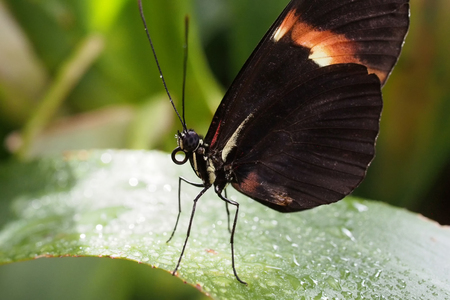 Heliconius butterfly on a leaf