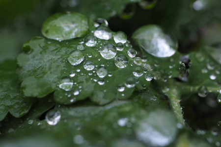 Raindrops on a leafの写真素材