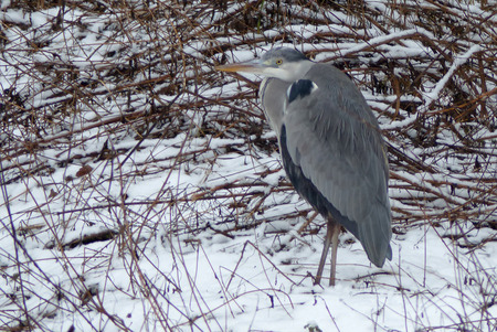 Gray heron in a forest in winterの写真素材