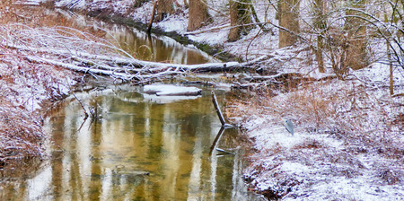 Winter landscape and a gray heronの写真素材