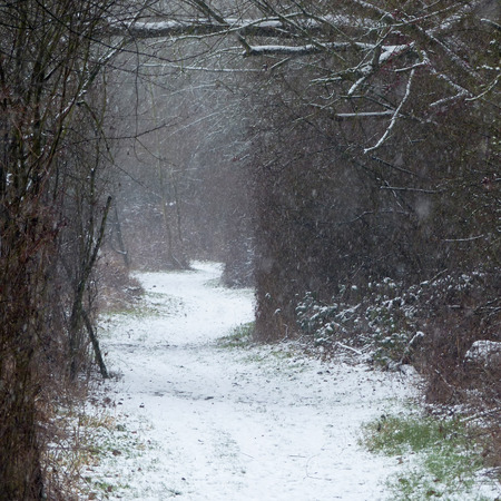 Snowy forest track in winterの写真素材
