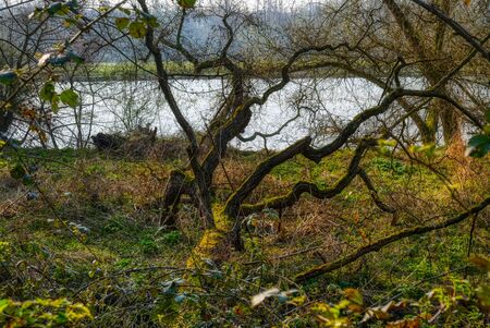Nature reservation by the river Ruhr in Essen Horstの写真素材