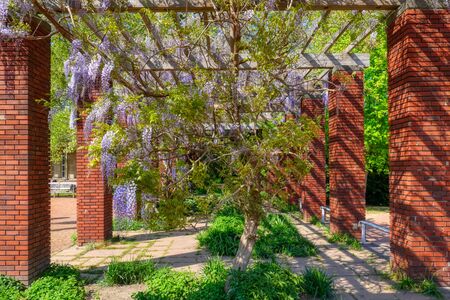 Wisteria in park in Duesseldorf in springの写真素材