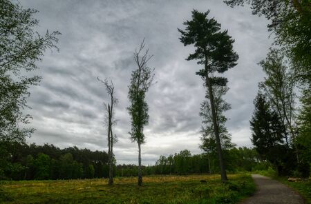Glade and hiking trail in the heathland in Sohlingen Ohligsの写真素材