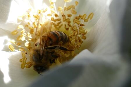 Wild bee in a flower collecting pollenの写真素材