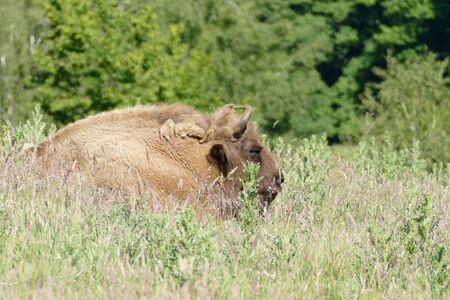 Wisent on a meadow in the Neandertal valleyの写真素材