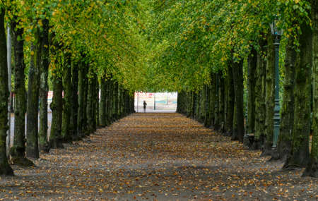 Trees and alley in a public park in Dusseldorfの写真素材