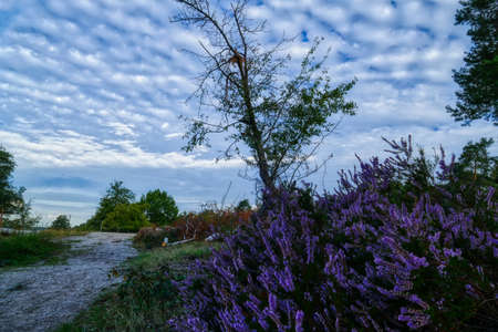 Heather in the Wahner Heide heathland