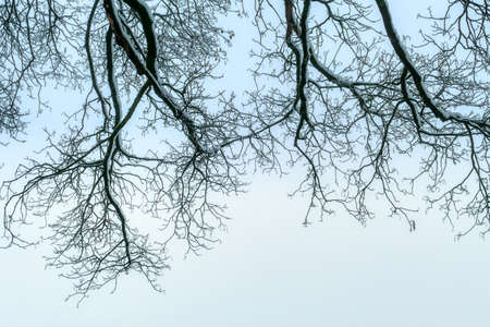 Snow-covered trees in winter