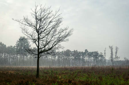 Tree and forest in the heathland in Solingen Ohligsの写真素材