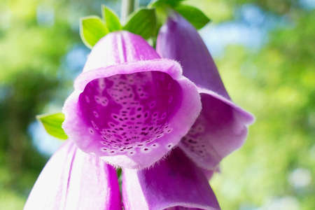 Closeup view of a blooming foxgloveの写真素材