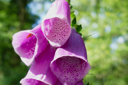 Closeup view of some foxglove blossoms