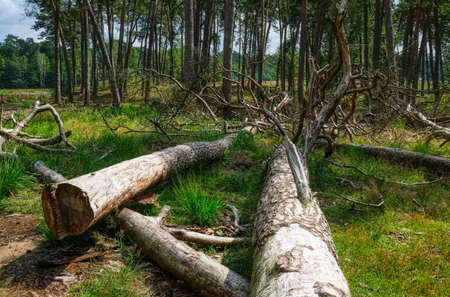 Fallen trees in the Diersfordt forest