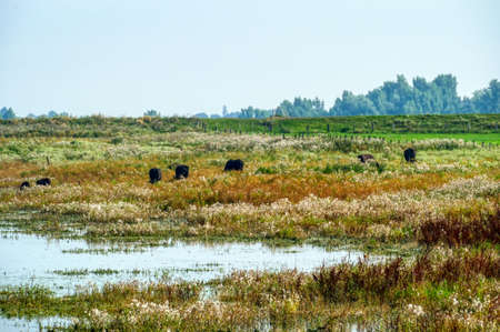 Water, meadows and cattle in the Bislicher Insel nature reservationの写真素材
