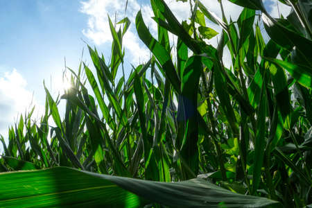 A corn field in autumnの写真素材