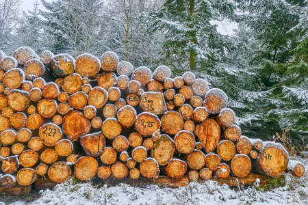Snow-covered timber in a forest in winter