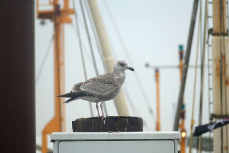 Seagull on a fishing boat in the harbor of Norddeichの写真素材