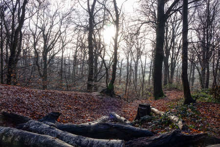 Winter sun in the forest on Liedberg hill in Korschenbroich