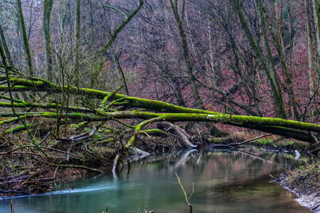 Beautiful forest and creek landscape in the Neandertal valley in winter