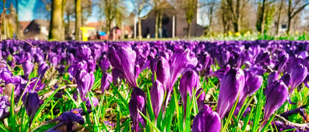 Lawn with blooming crocus flowers in a public park in Borken