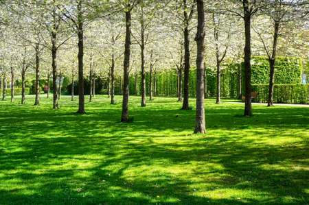 Blooming trees in a park in Rheda WiedenbrÃ¼ckの写真素材