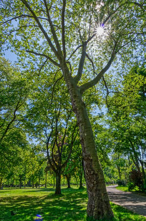 Trees in a public park in Dusseldorf in spring
