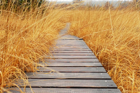 Old wooden walkway through the Imgenbroicher Venn high moor in Belgiumの写真素材