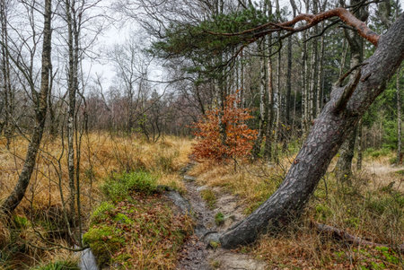 Forest trail in the Hohes Venn high moor in Belgium