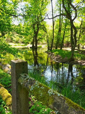 Forest and lake landscape with a fence at lake MÃ¶hnesee in the Sauerland regionの写真素材