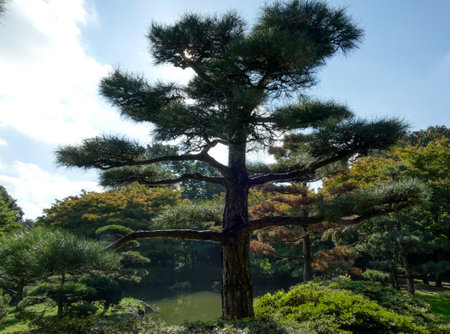 Japanese pine in a park in Dusseldorf in autumnの写真素材