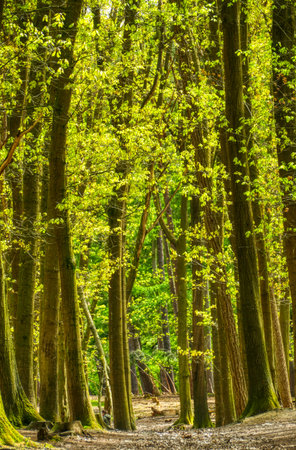 Forest and blooming trees in springの写真素材