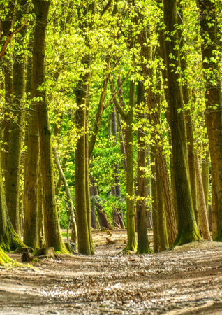 Forest track and blooming trees in springの写真素材