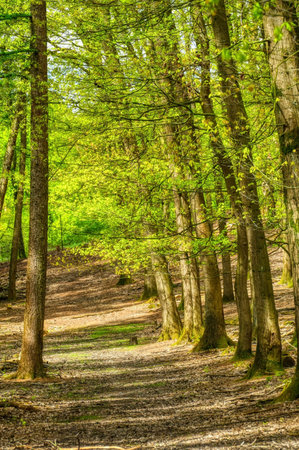 Forest track and trees in springの写真素材
