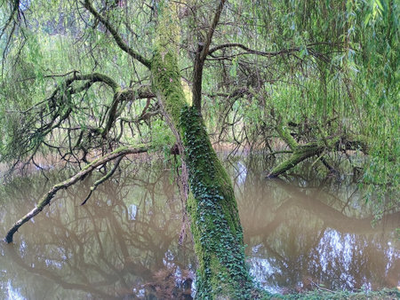 Old tree in the water of a pondの写真素材