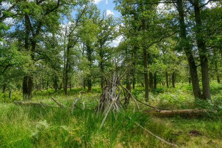 View into the Diersfordter forest near Weselの写真素材
