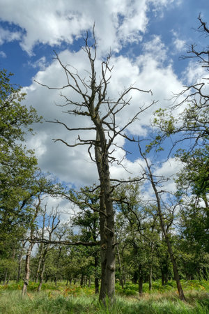 Old tree in the Diersfordter forest near Weselの写真素材