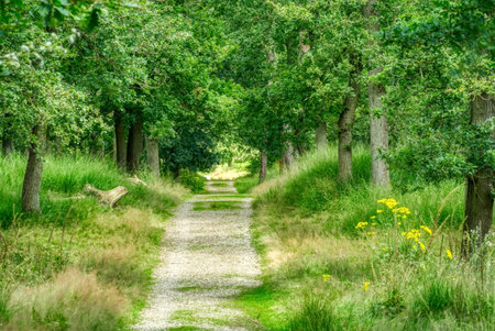 Sunny path in the Diersfordter forestの写真素材