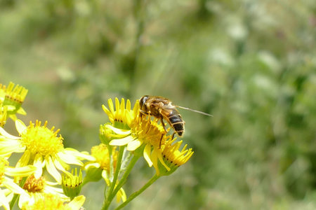 A dronefly on a flower in summerの写真素材