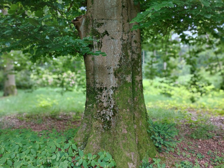 Old tree on a glade in the forest,の写真素材