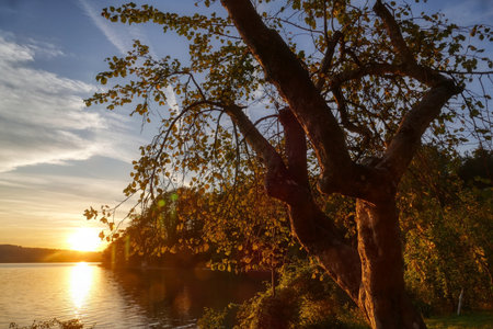 Sunset and lake Kochelsee with a tree in the Bavarian Alpsの写真素材
