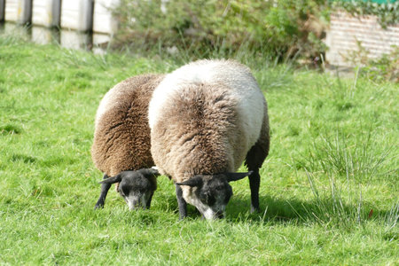 Two sheep on the meadowsの写真素材